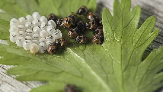 Dezynsekcja i dezynfekcja w Koninie