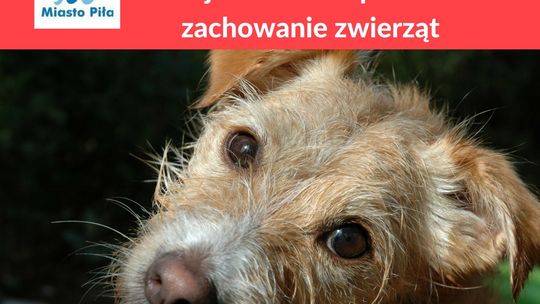 Działanie wybuchów fajerwerków i petard w Sylwestra na zachowanie zwierząt