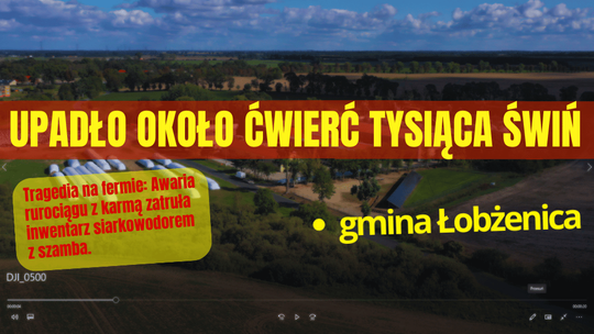 Nagle zdechło około 250 świń