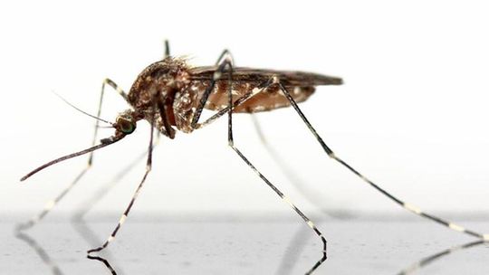 Opryski przeciw komarom w Pile!