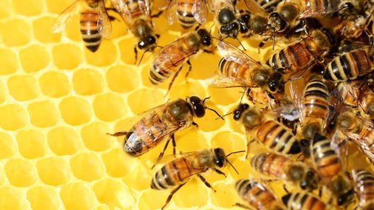 Polski miód – naturalny smak i wartościowe właściwości