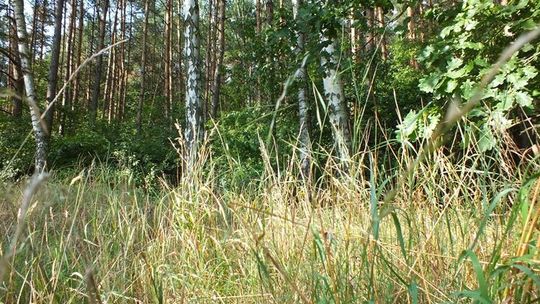 Regionalna Dyrekcja Lasów Państwowych ostrzega przed wysokim ryzykiem pożaru w lasach!