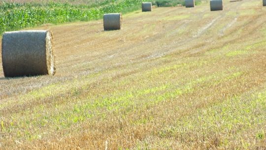 Święto plonów w Osieku nad Notecią