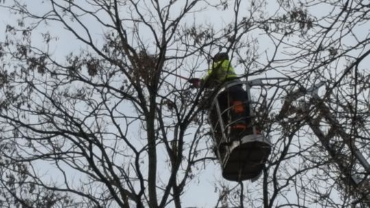 Trwa akcja usuwania ptasich gniazd (ZDJĘCIA)