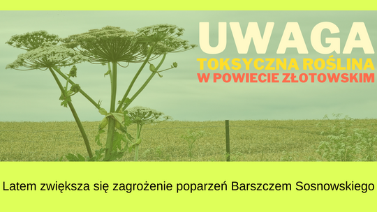 Uwaga na Barszcz Sosnowskiego