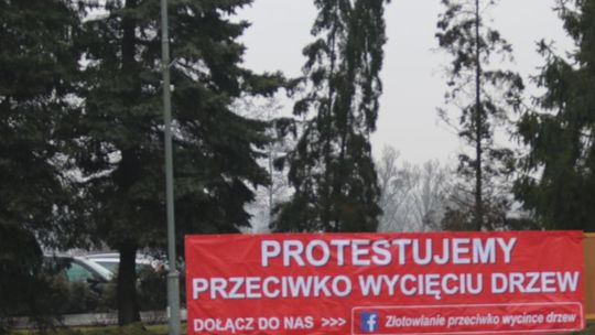 W Złotowie zaostrza się protest przeciwko wycince drzew