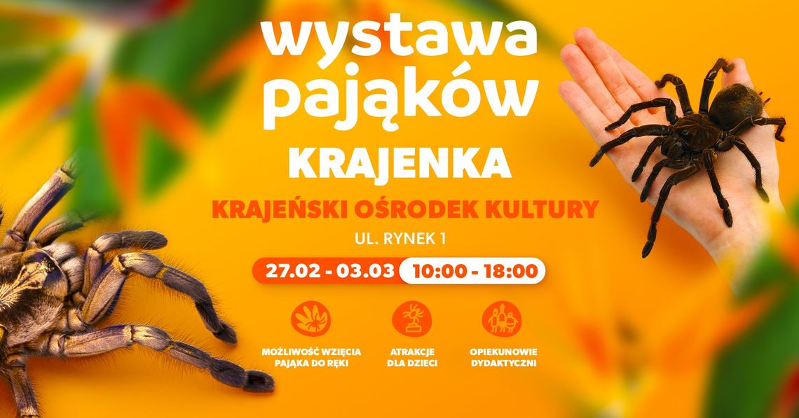 Czy cierpisz na arachnofobię? W Krajence będzie dużo pająków!