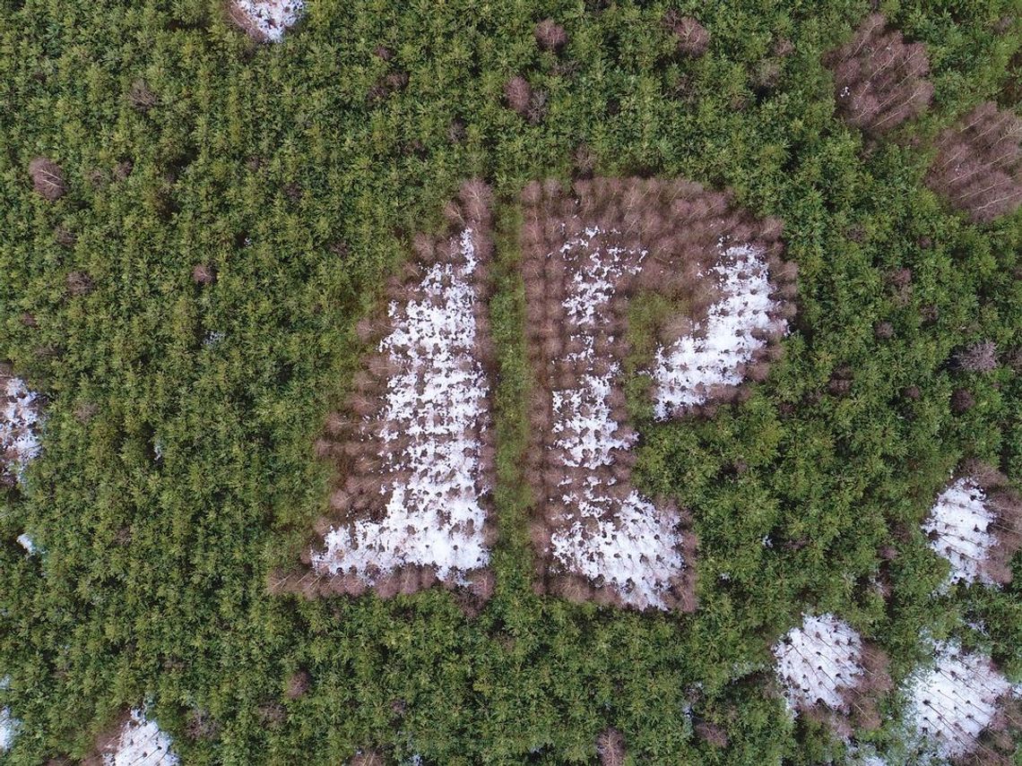 Logo Lasów Państwowych ułożone...z drzew