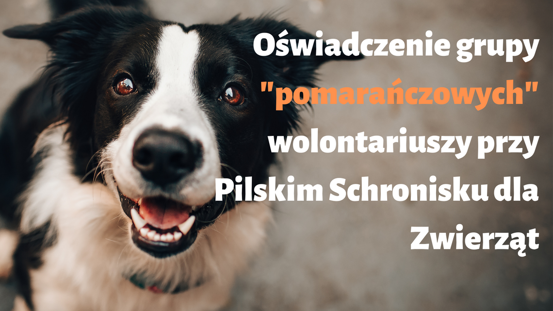 Oświadczenie grupy "pomarańczowych" wolontariuszy przy Pilskim Schronisku dla Zwierząt