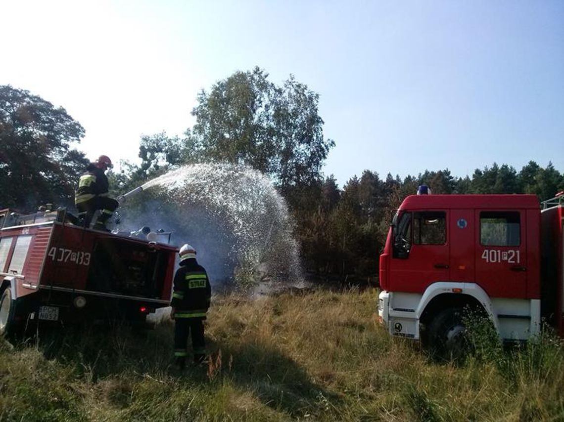 Pożar lasu pod Szamocinem