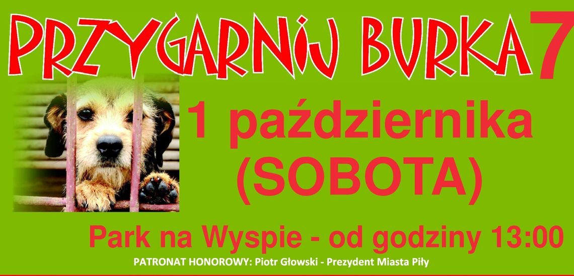 Przygarnij Burka