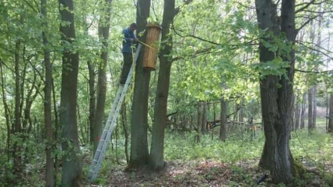 W lasach Nadleśnictwa Płytnica  odtwarzane jest tradycyjne bartnictwo.