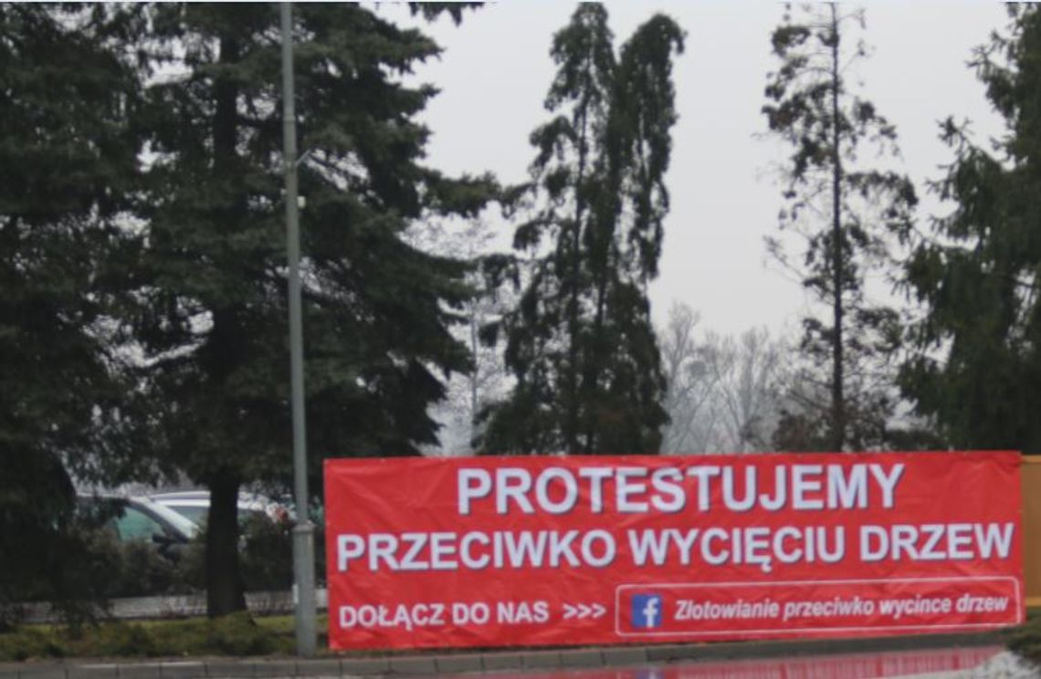 W Złotowie zaostrza się protest przeciwko wycince drzew