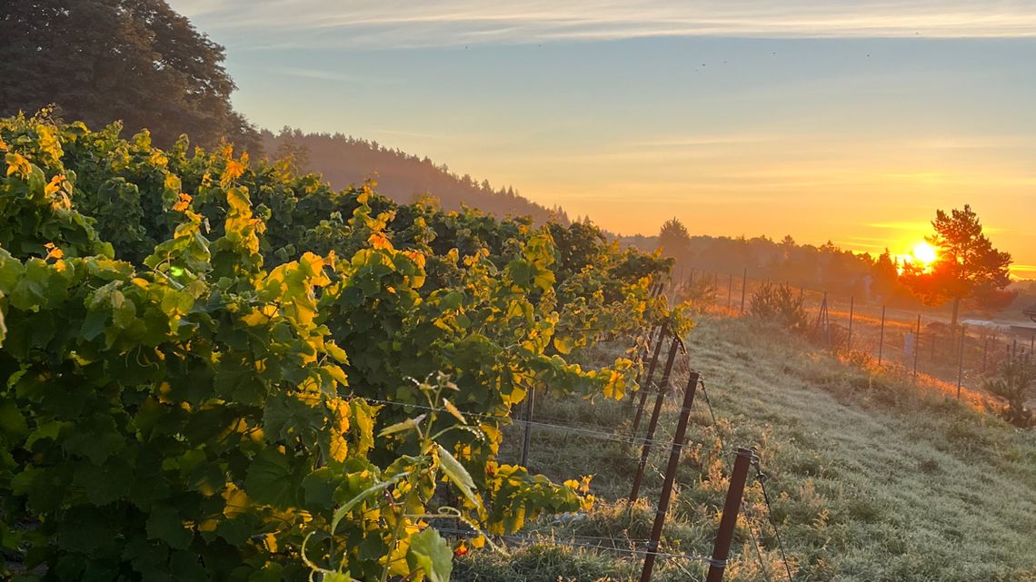Wino, muzyka i sztuka z widokiem na winnicę Wino, muzyka i sztuka z widokiem na winnicę