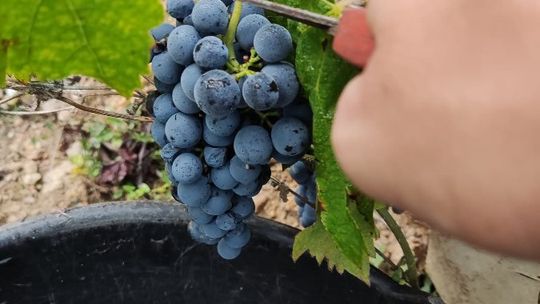 Winobranie 2026 Francja